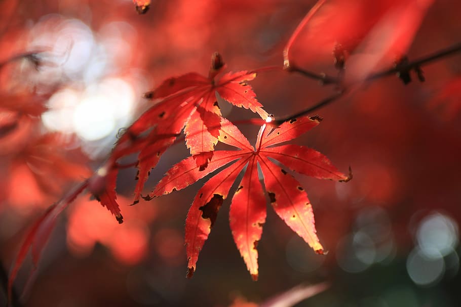 selective focus photo of red palmate leaves, leaf, branch, tree HD wallpaper