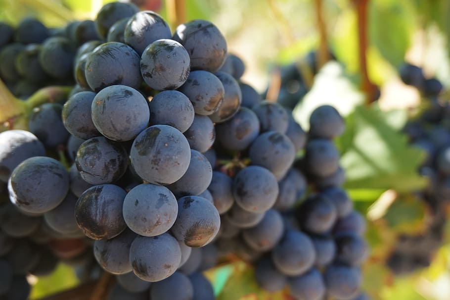 blue berries, grapes, vine, grape vine, wine, vineyard, fruit HD wallpaper