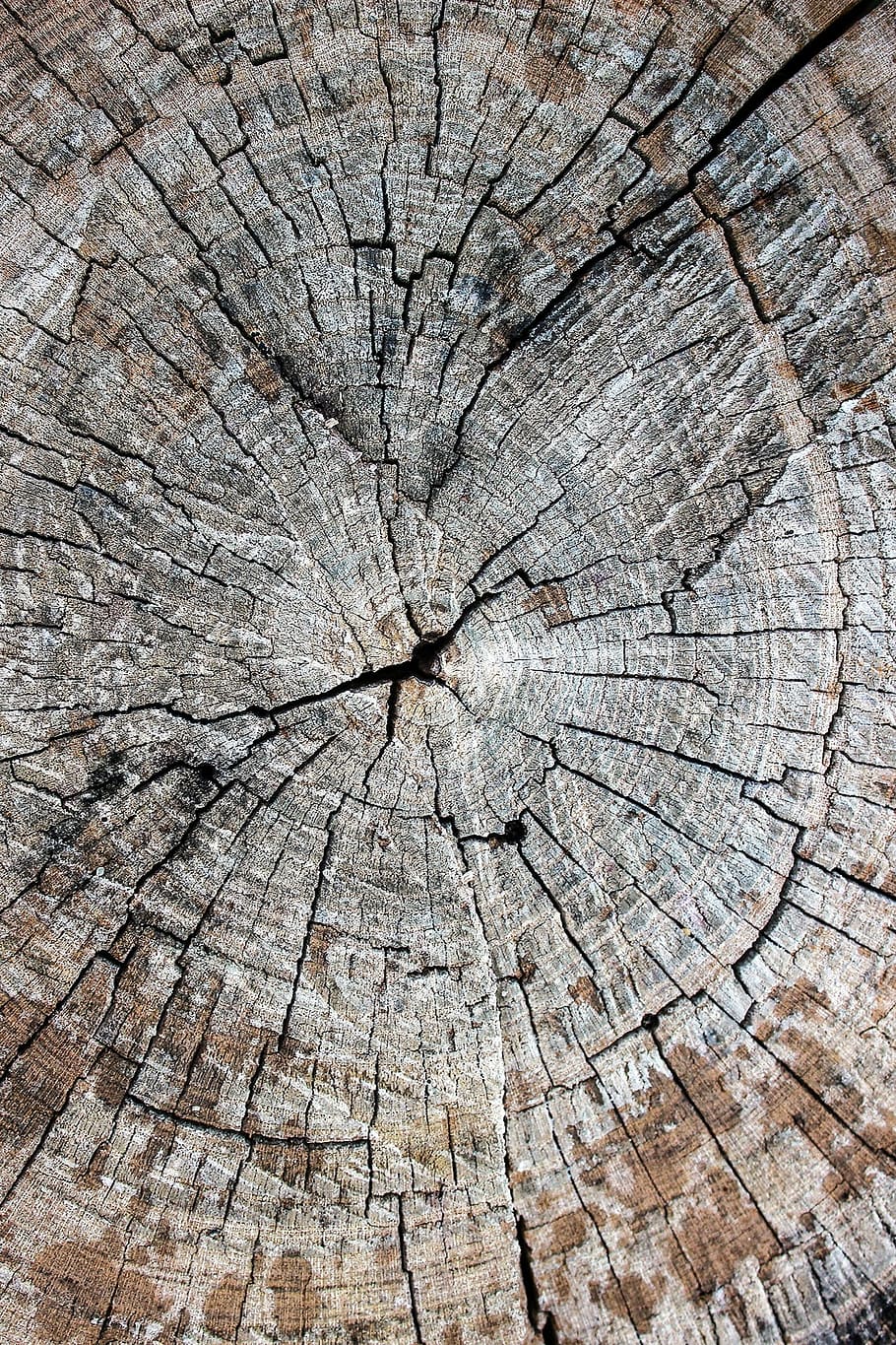 wood, trunk, tree, tree trunk, texture, cup, sawn, old wood HD wallpaper