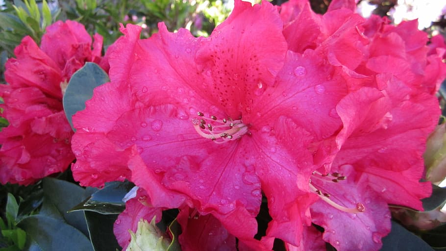 azalea, dew, spring, flower, flowering plant, petal, growth HD wallpaper