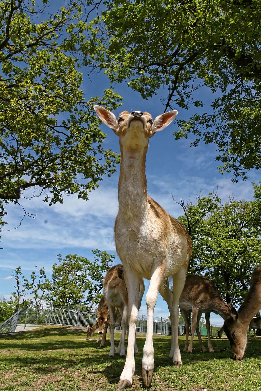 roe deer, wild, fallow deer, nature, curious, forest animal HD wallpaper