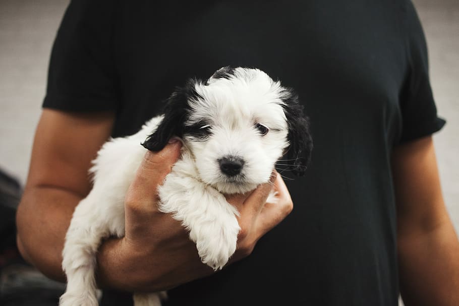 person carrying white and black puppy, white and black toy poodle puppy carried by man