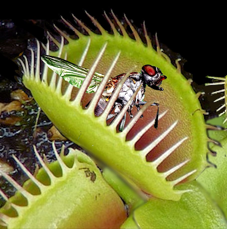 venus flytrap, trapped, catch, insect, carnivorous, animal themes