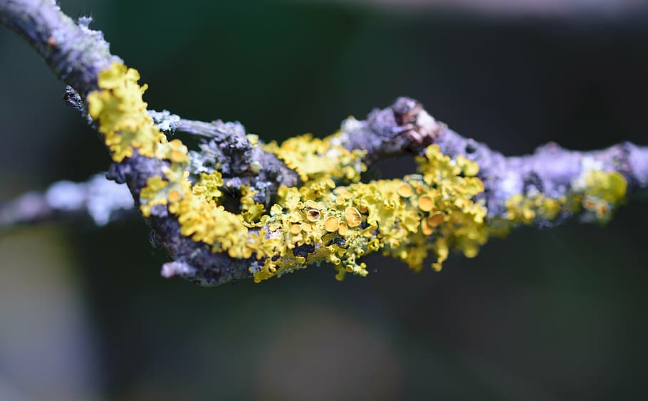 closeup, tree, lichen, bark, natural, park, spring, yellow HD wallpaper