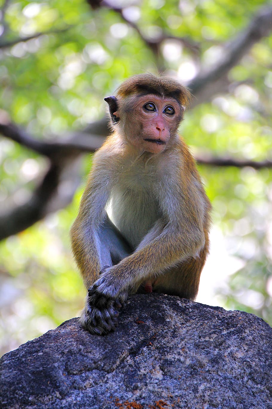 close up photo of brown monkey sitting on black stone at daytime HD wallpaper
