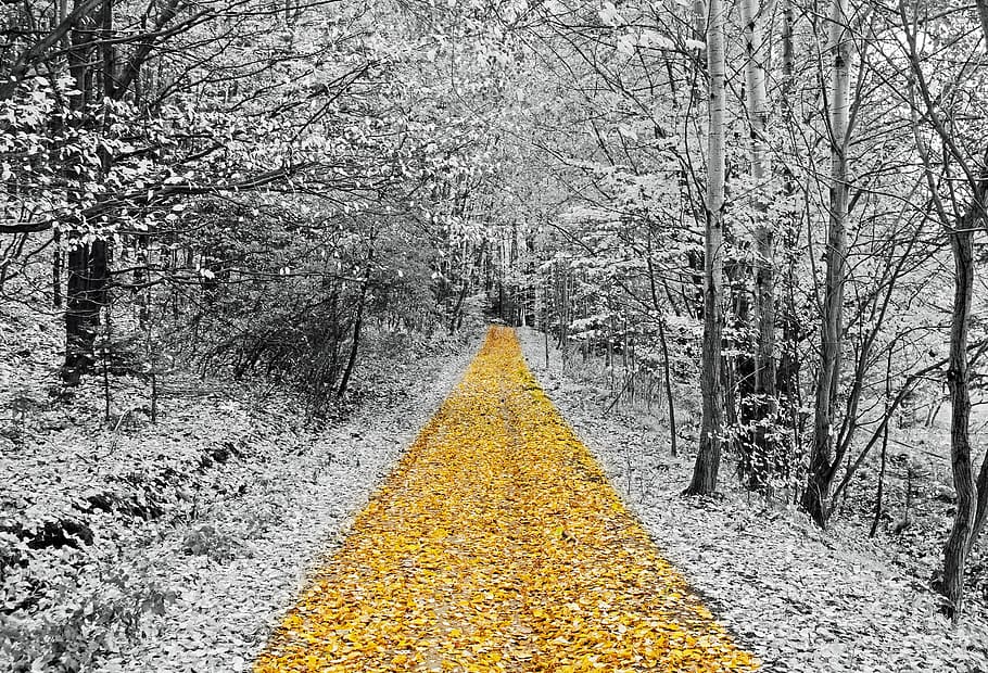 selective color photography of leaves and trees, gold, footpath HD wallpaper