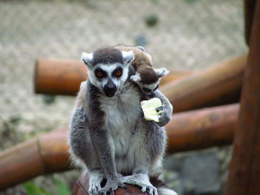 lemar, post, zoo, one animal, mammal, lemur, focus on foreground HD wallpaper