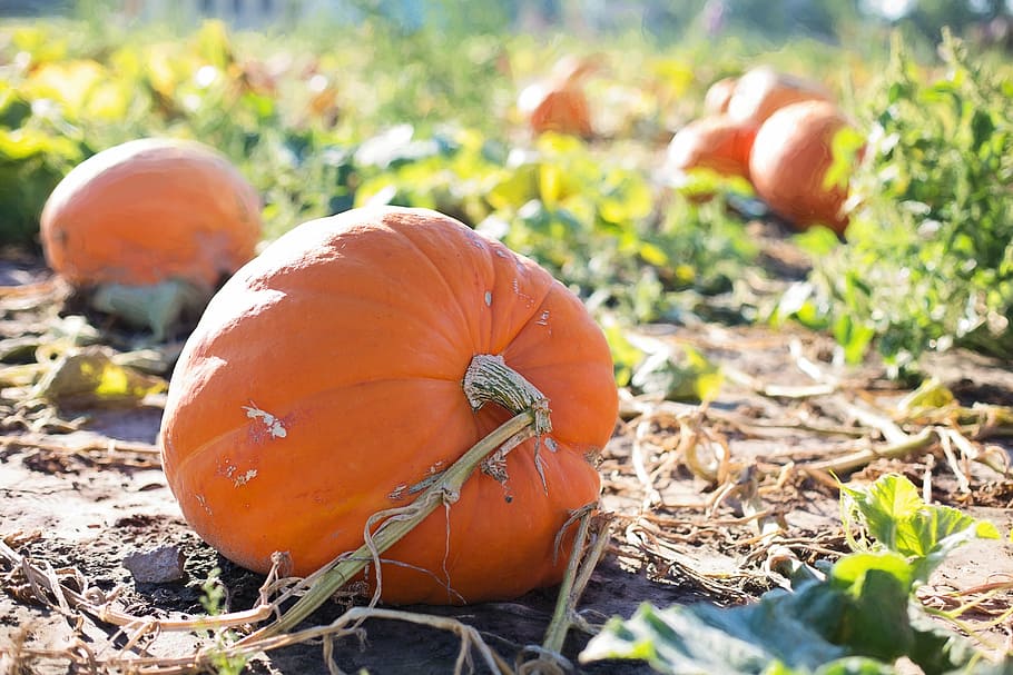 giant pumpkins, autumn, fall, orange, harvest, season, halloween HD wallpaper
