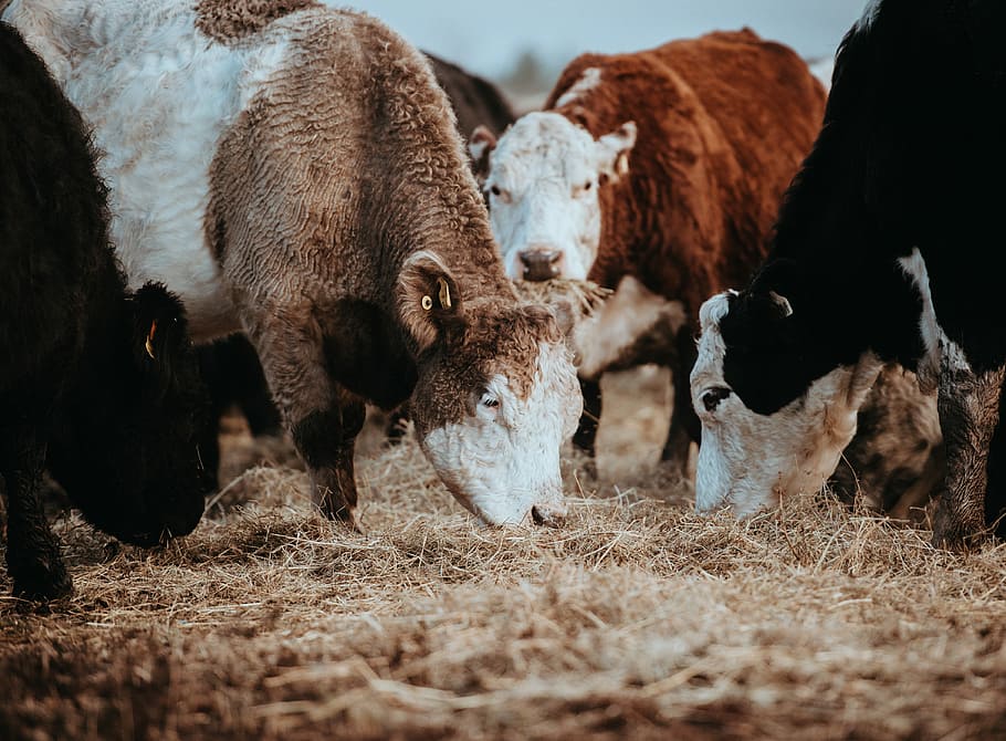 Cows grazing on a winters morning, brown and black cattles, herd HD wallpaper