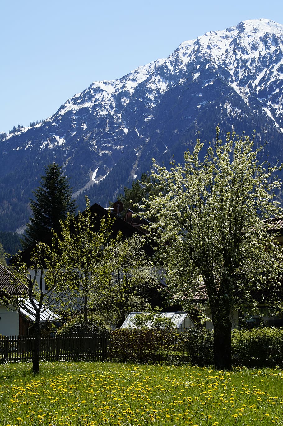 alpine, allgäu, spring, blossom, bloom, allgäu alps, mountains HD wallpaper