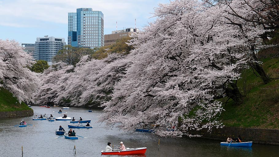 people riding canoe boats on body of water near white leaf trees during daytime HD wallpaper