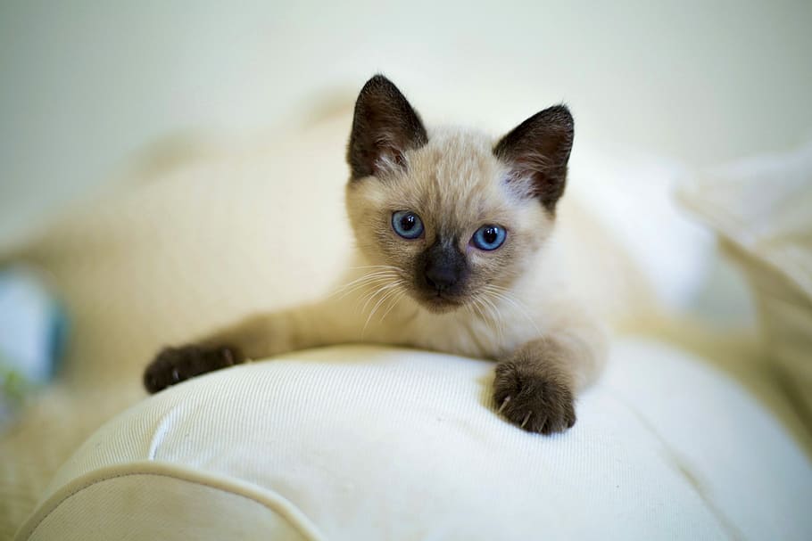 gray Tabby cat, cute, pet, kitten, mammals, little, thai, siamese, HD wallpaper