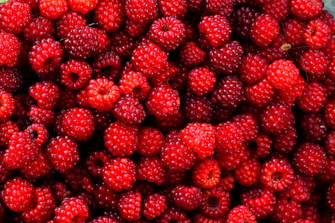 pile of raspberries, raspberry, red, fruit, wild, gather, plant HD wallpaper