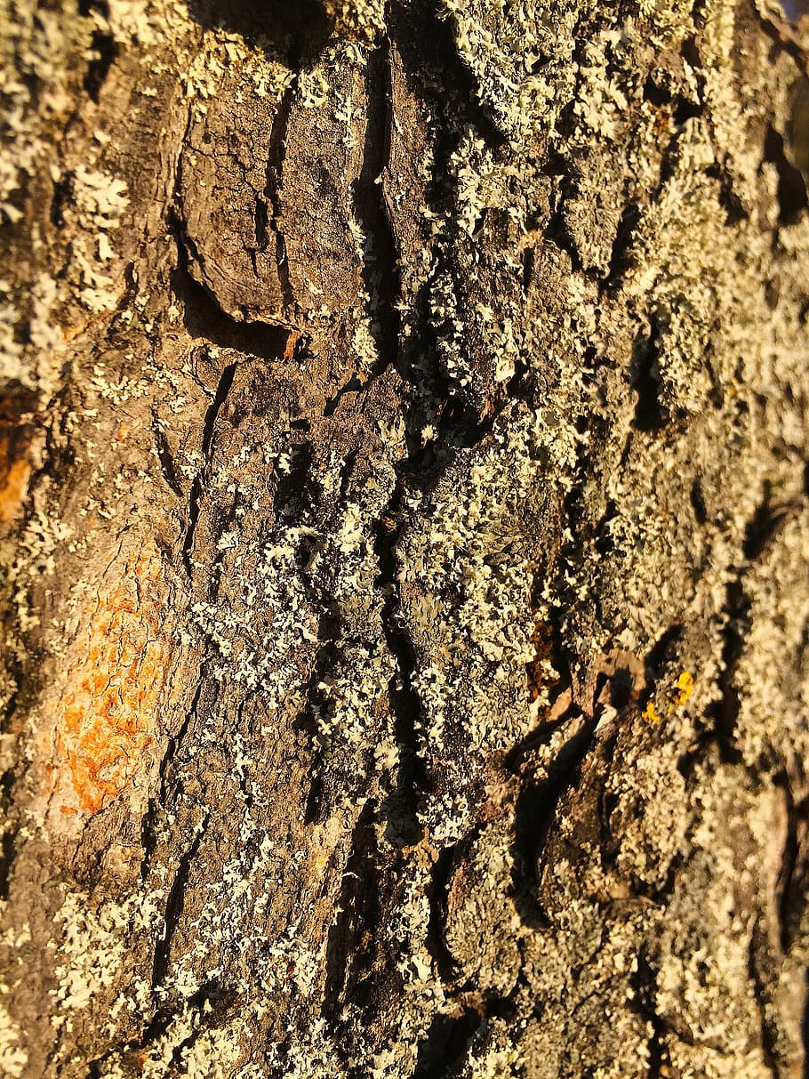 bark, log, tree, nature, tribe, tree bark, backgrounds, brown HD wallpaper