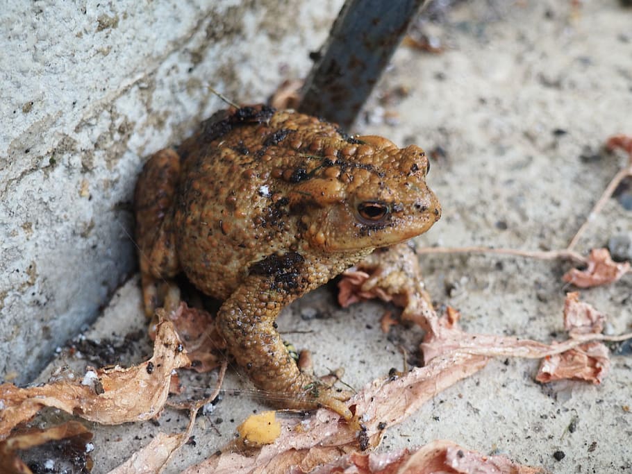 toad, frog, animal, nature, brown, animal themes, animal wildlife HD wallpaper