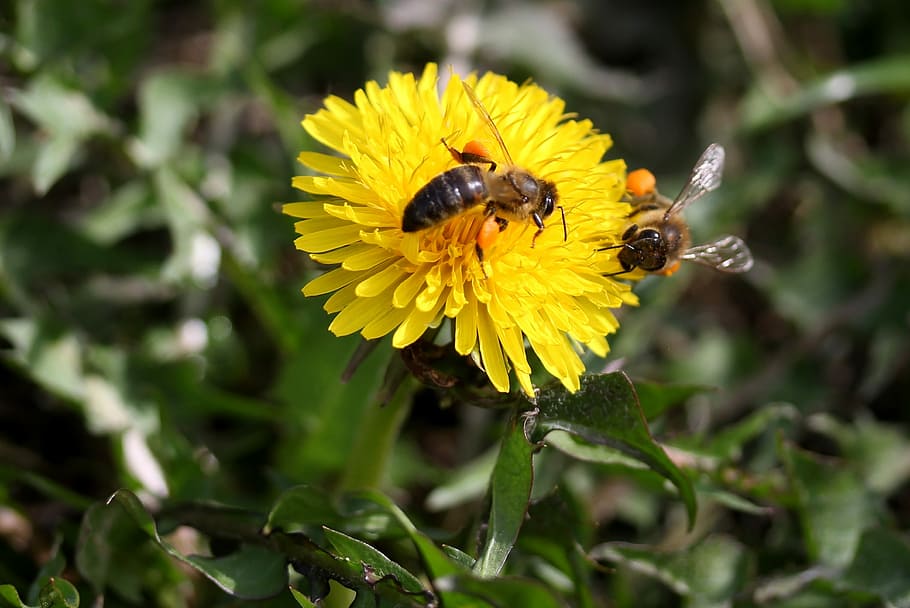 dandelion, bee, yellow, pollen, insecta, diligent, flower, nature HD wallpaper