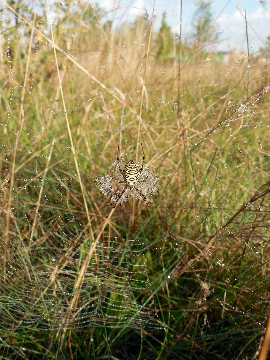 spider, cobweb, insect, dewdrop, nature, network, close, one animal HD wallpaper