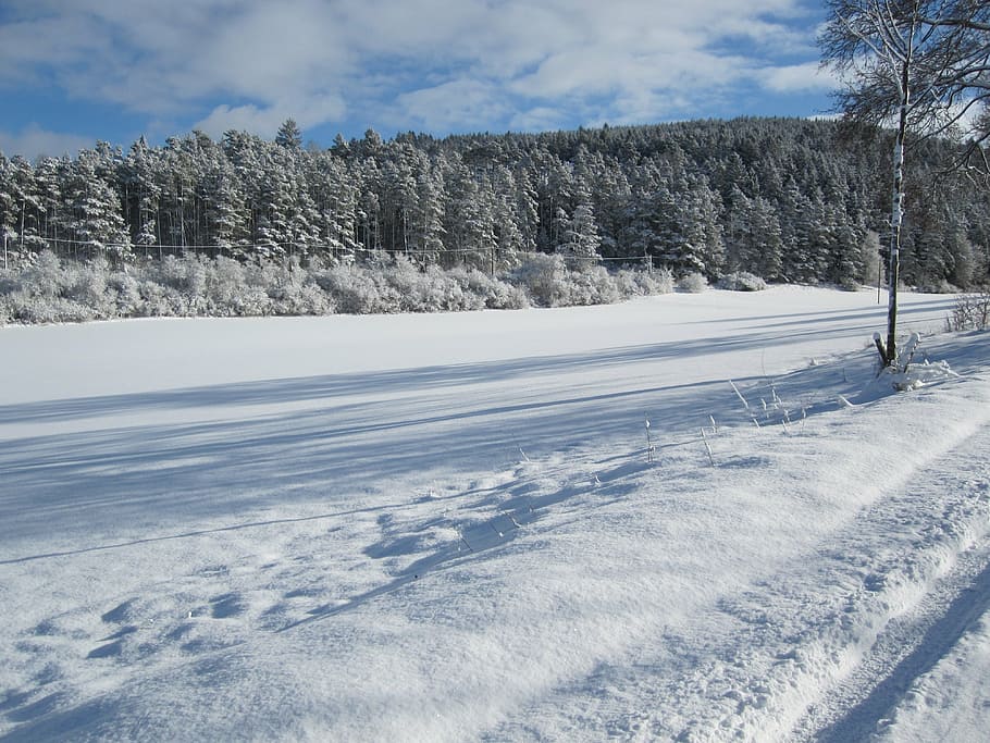 forest, winter, snow, cold temperature, tree, plant, beauty in nature HD wallpaper