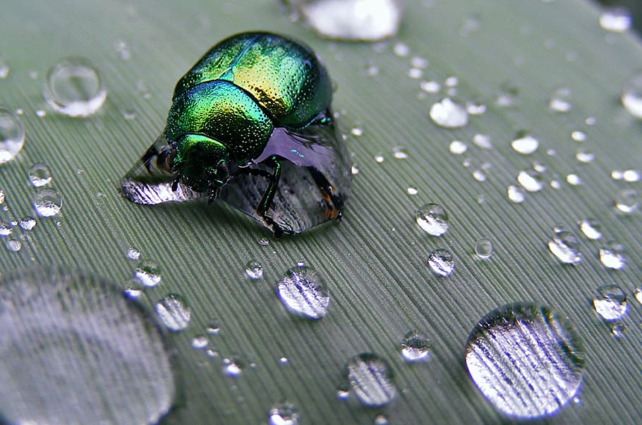 insects, chrobak, letter, drop, water, priroda, animal, animal themes HD wallpaper