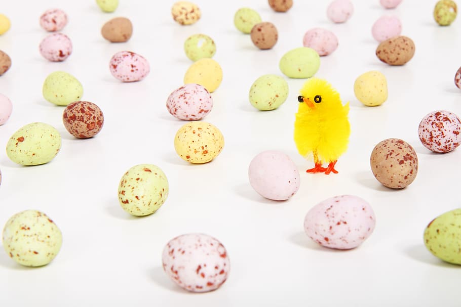 chicken, celebration, colored, colorful, decoration, easter HD wallpaper