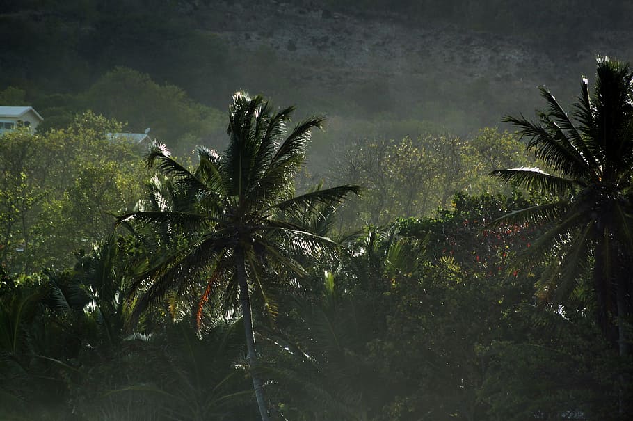 landscape photography of trees, martinique, caribbean, tropics, HD wallpaper