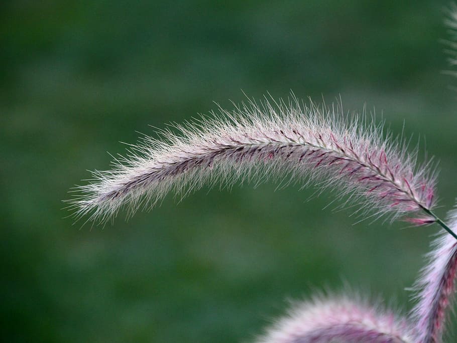 bamboo grassedit this page, lamp cleaning er grass, fountain grass, HD wallpaper