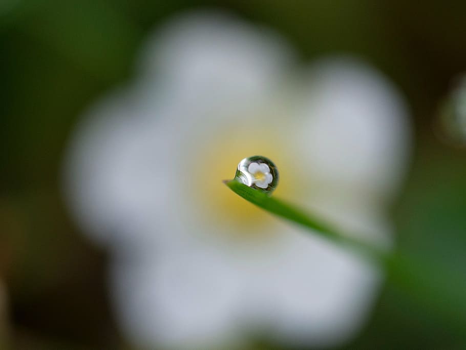 selective focus photography of rain dew on leaf reflecting white petal flower during daytime HD wallpaper