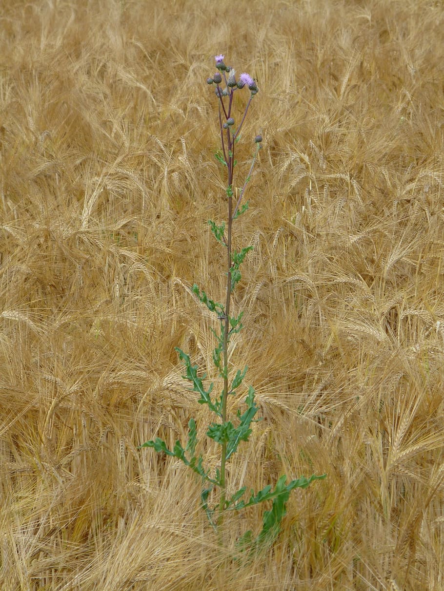 wheat field, thistle, weed, arable, corn ear, wheat spike, cereals HD wallpaper