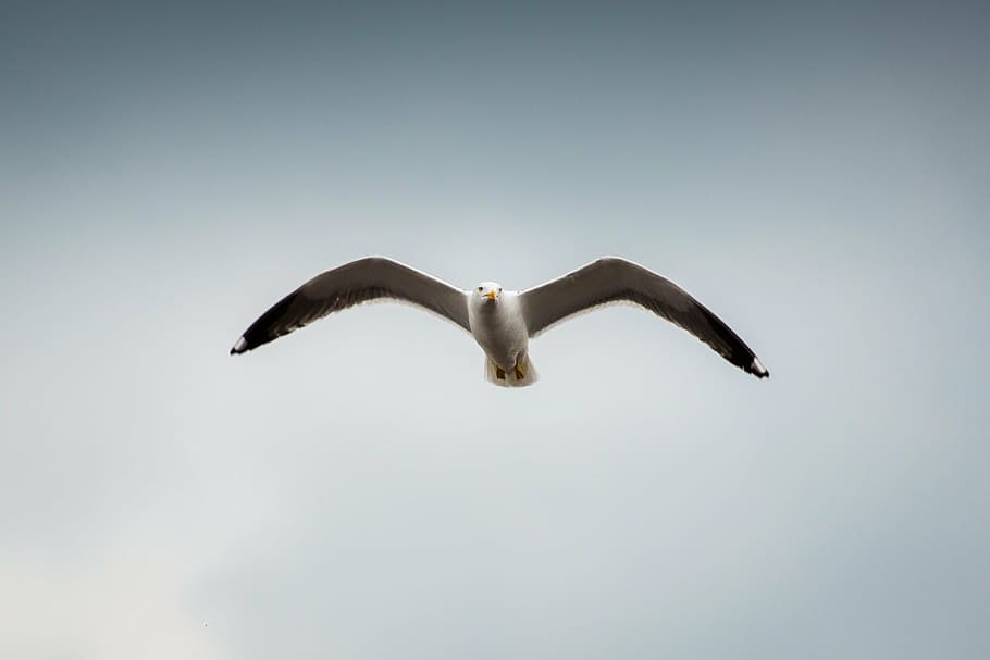 bird flying in the sky, white, gray, skies, daytime, animals HD wallpaper