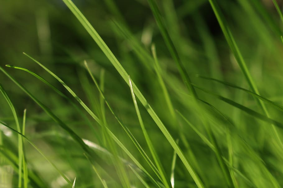 grass, green, meadow, plant, nature, grasses, garden, soft HD wallpaper