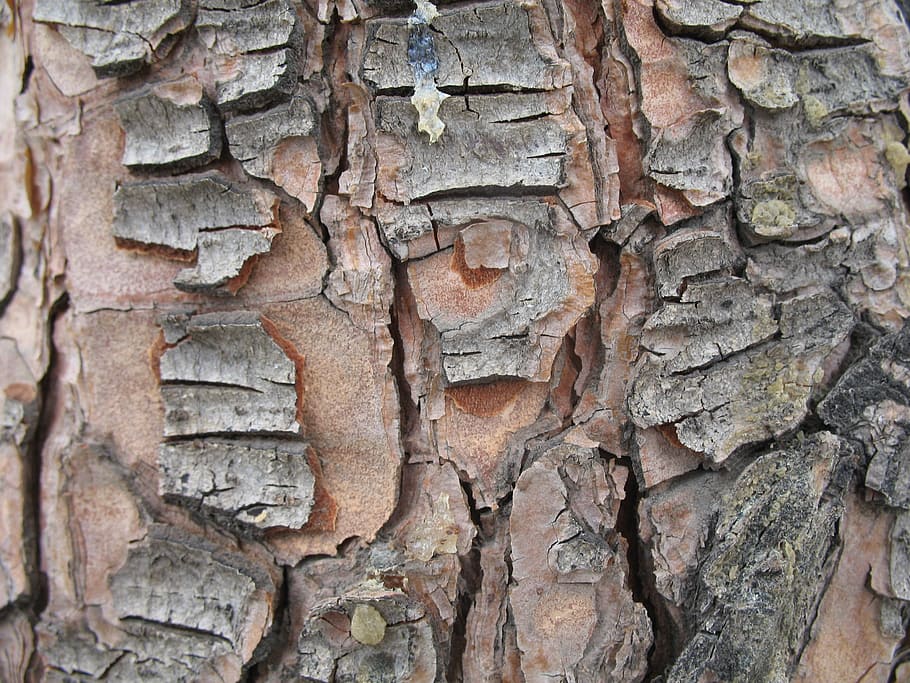 tree, nature, zoom, close, texture, pattern, bark, plant, macro HD wallpaper