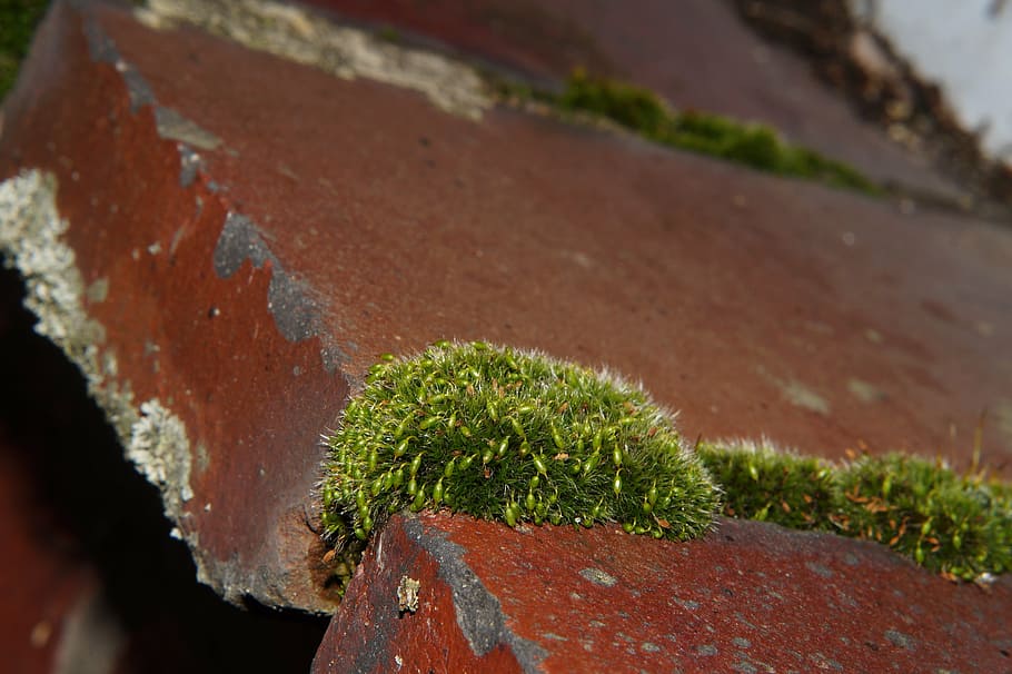 wall stone, window sill, moss, green, macro, plant, no people HD wallpaper