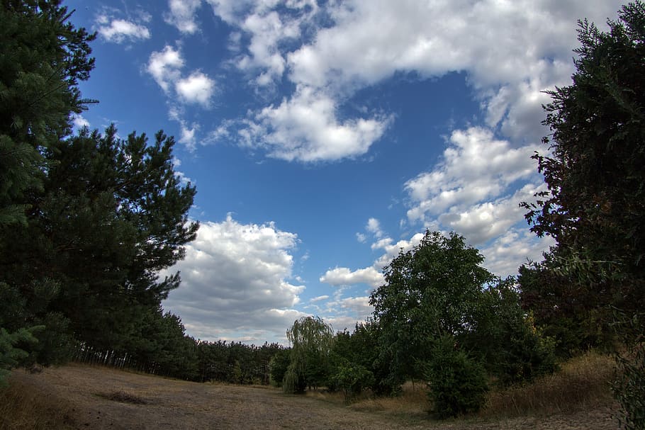clouds, trees, fish-eye lens, plant, sky, cloud - sky, beauty in nature HD wallpaper