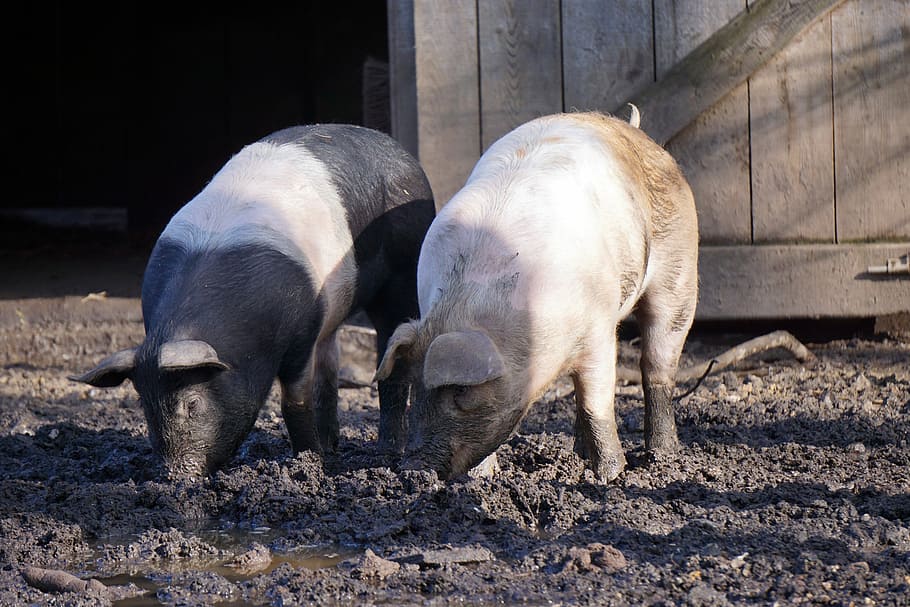 Pigs, Mud, Piglet, Deer Park, young, head drawing, digging around HD wallpaper