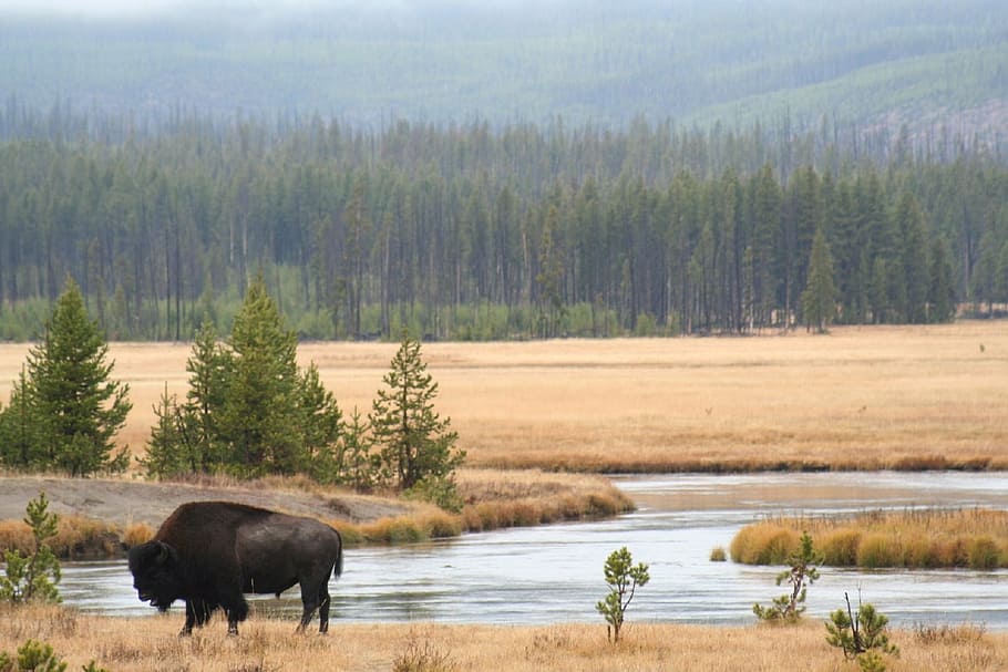 black RAM standing on brown grass near river, bison, buffalo
