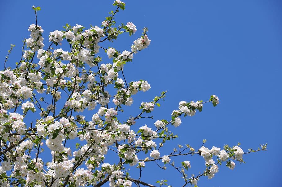 Apple Blossom, Spring, Apple Tree, branch, bloom, flowers, spring awakening HD wallpaper