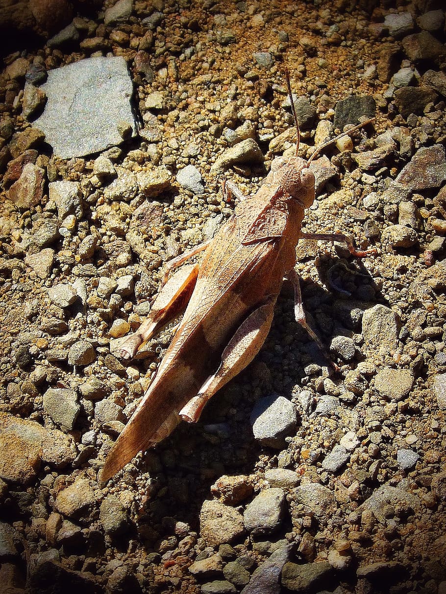 grasshopper, arthropod, brown, insect, nature, sunlight, no people HD wallpaper