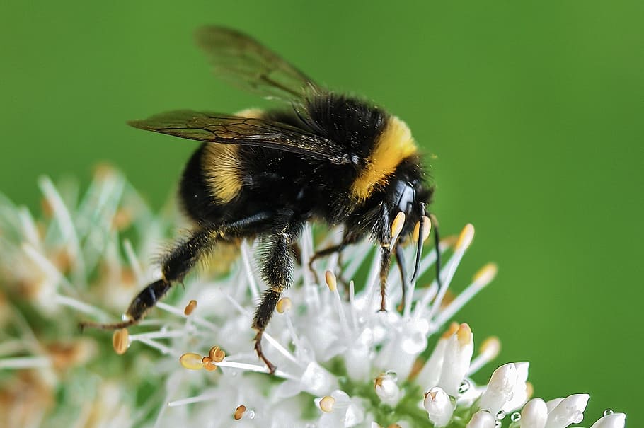 bee, bumblebee, insect, macro, flower, flowering plant, animal themes HD wallpaper