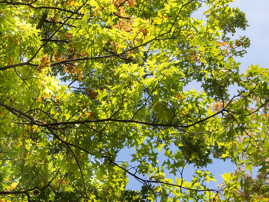 Green Leaves on Tree Branches, blue sky, shadows, sun, tree leaves HD wallpaper