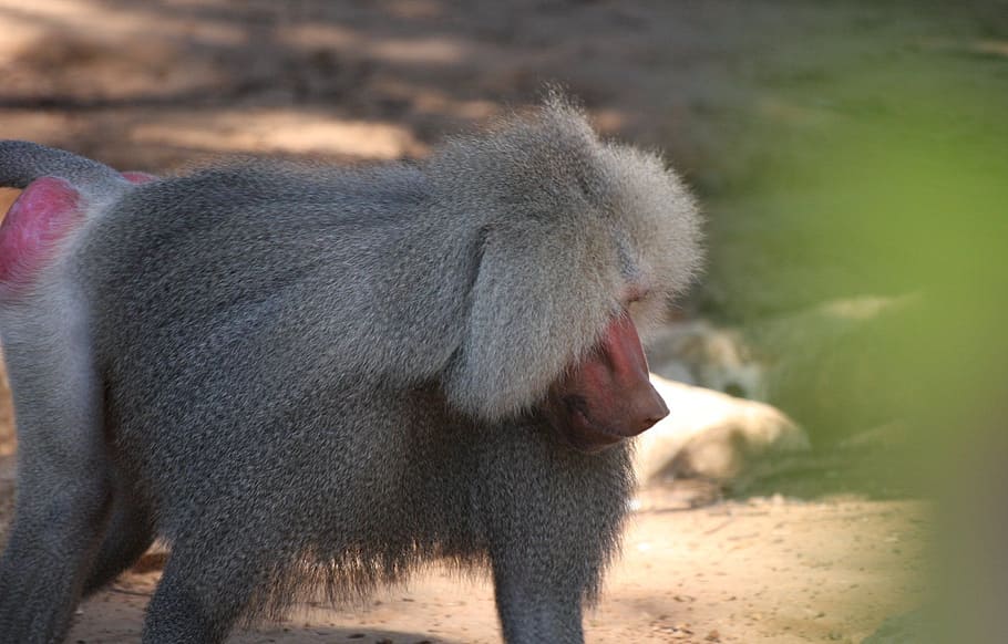 baboon, monkey, apes, sitting, wildlife, mammal, primate, jungle HD wallpaper