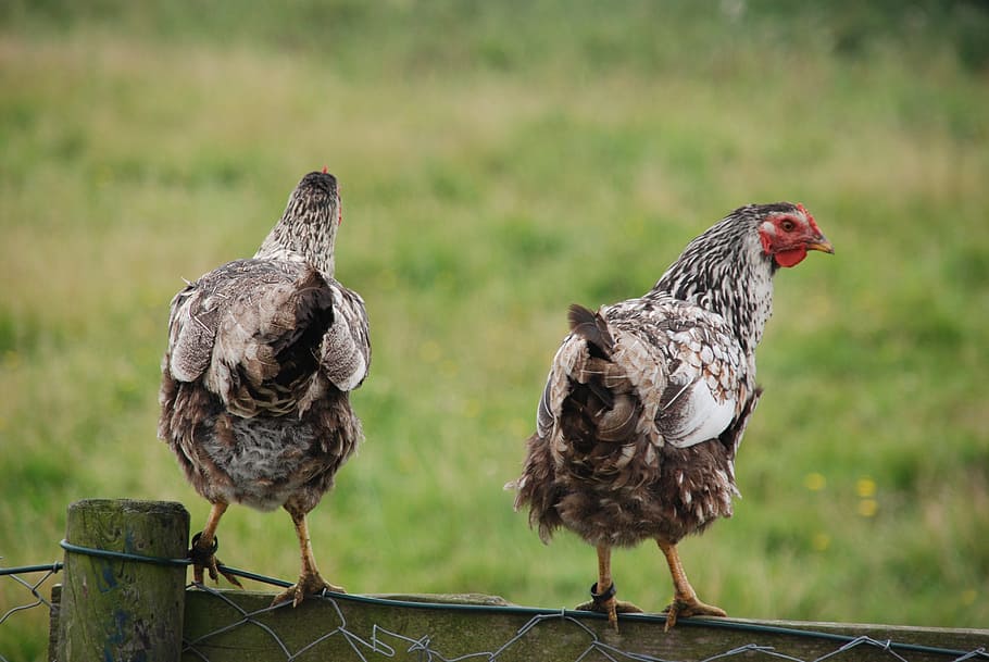 Nature, Bird, Chicken, Grass, them, fence, back, animal themes HD wallpaper