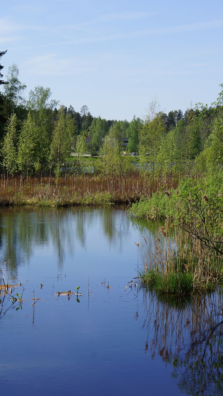 finnish, landscape, swamp, river, wetland, reeds, reflection from the water HD wallpaper