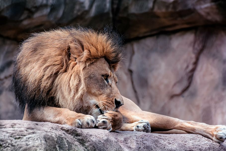 shallow focus photography of lion, mane, head, males, zoo, chef HD wallpaper