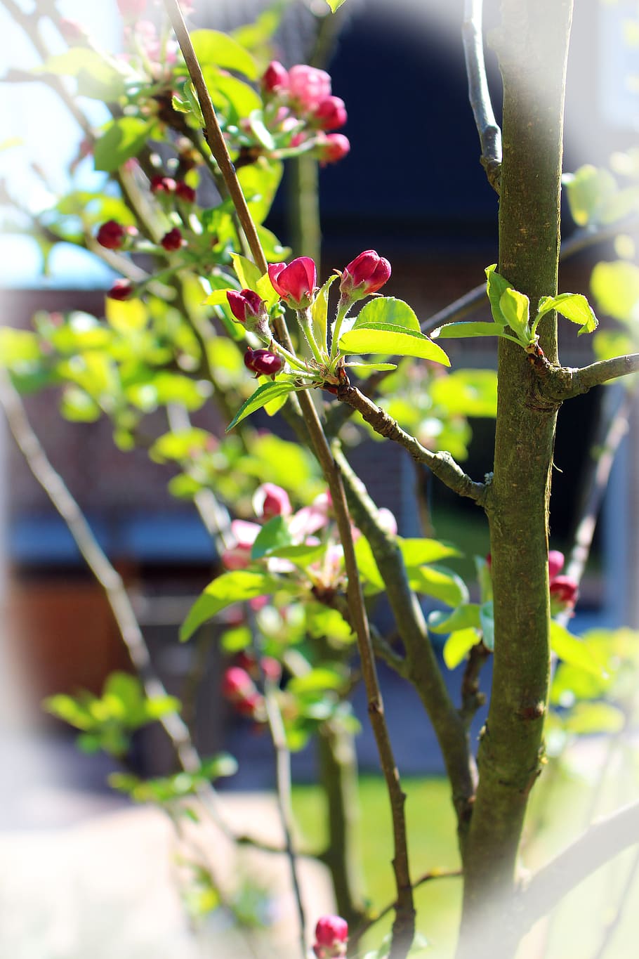Spring, Tree, Branch, bud, apfleblüten, blossom, bloom, food and drink HD wallpaper