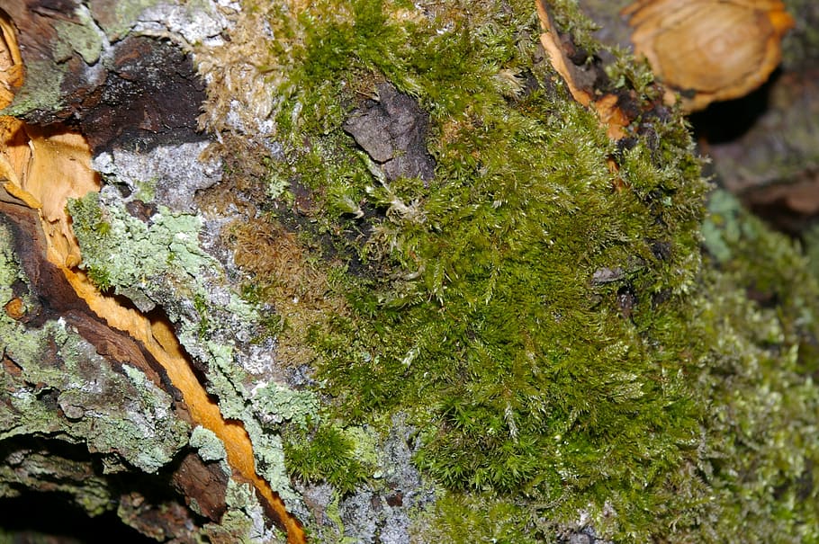 Moss, Bark, Tree, Log, Forest, green, wood, gnarled, old, nature HD wallpaper