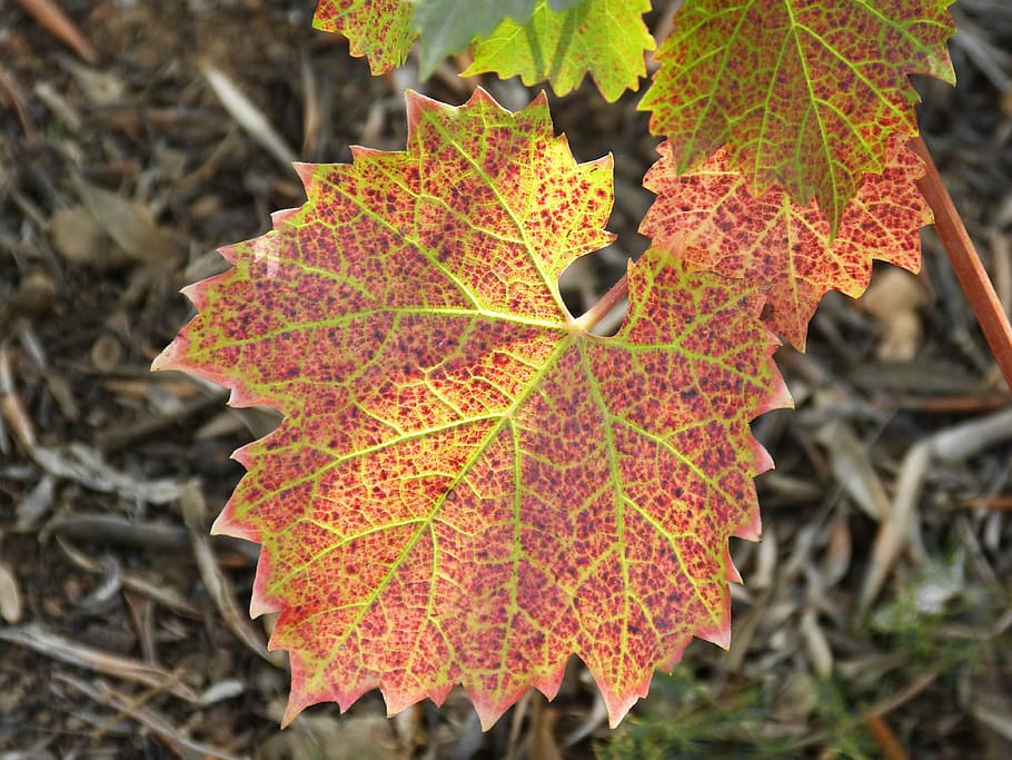 leaf, vine, red leaf, autumn, translucent, nature, season, yellow HD wallpaper