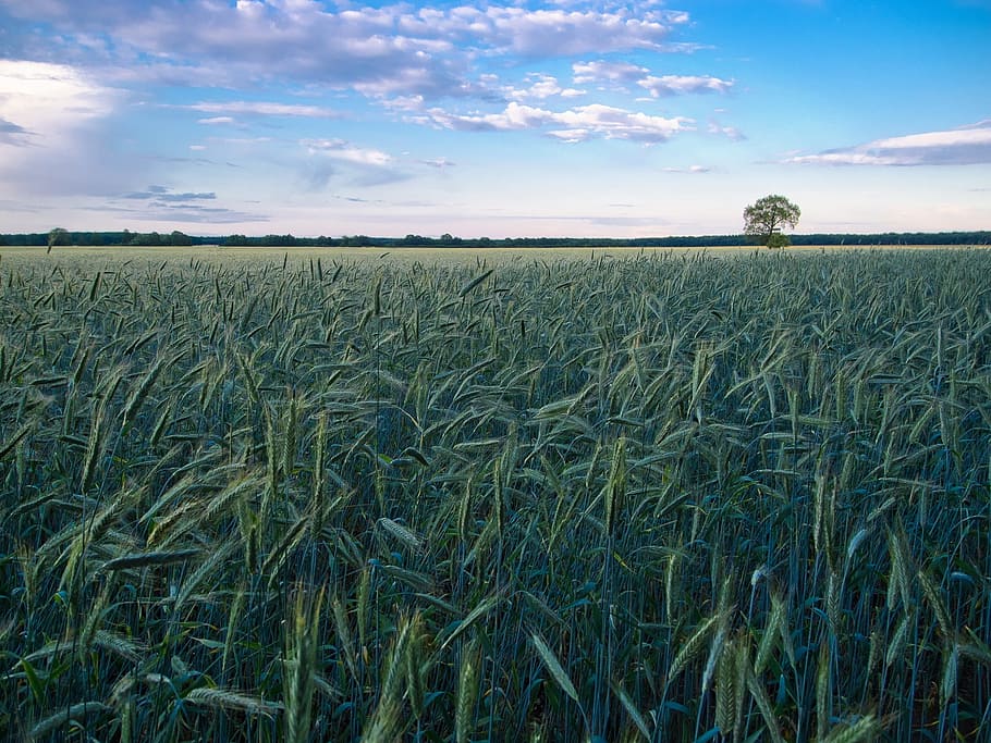 green grass field, cornfield, landscape, tree, cereals, grain HD wallpaper