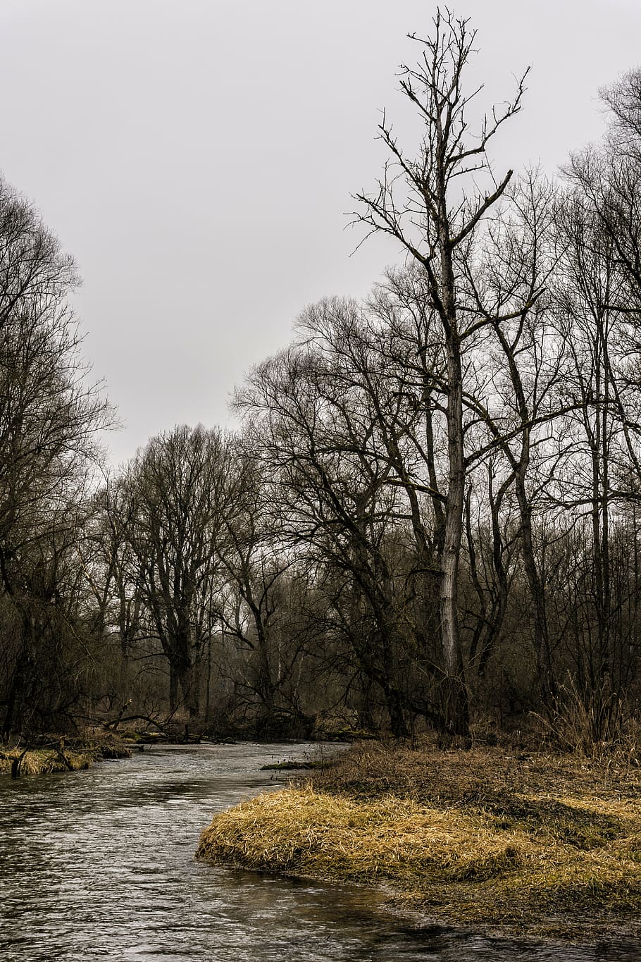 forest, bach, trees, moss, grass, water, nature, landscape HD wallpaper