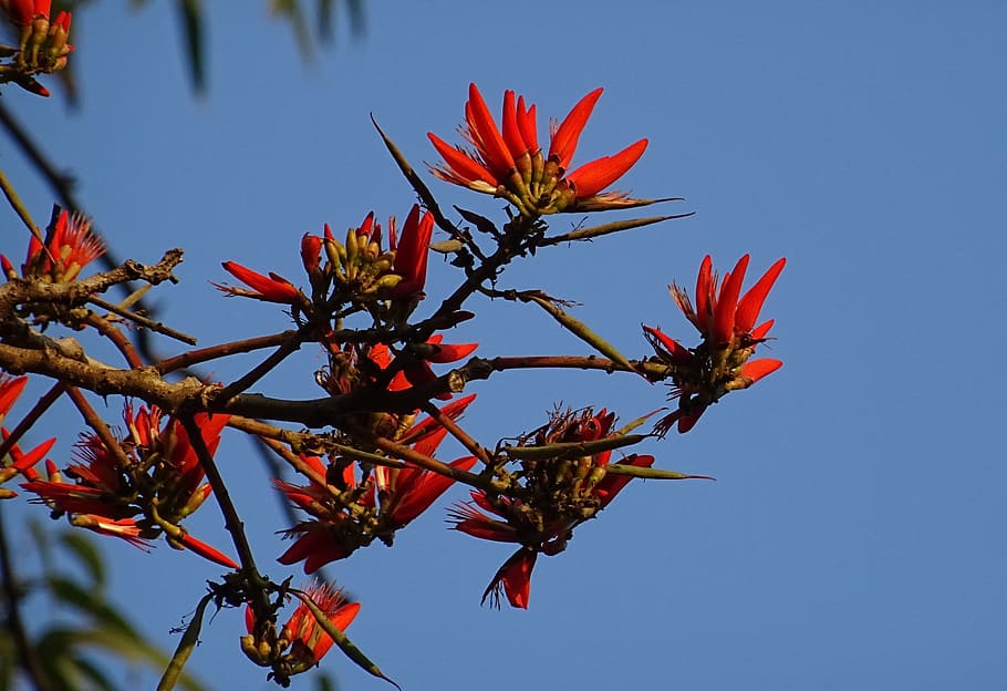 Flower, Erythrina, Indian, Coral, indian coral treee, lenten tree