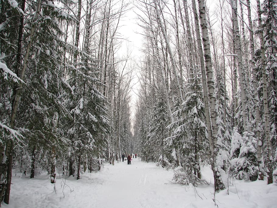 winter, forest, trail, walking, winter forest, snow, landscape HD wallpaper